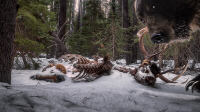 Eye to Eye by Zack Clothier, showing a Grizzly Bear investigating a bull elk carcass in Montana, won Wildlife Photographer of the Year: Animals in their Environment Award. Zack Clothier / Wildlife Photographer of the Year