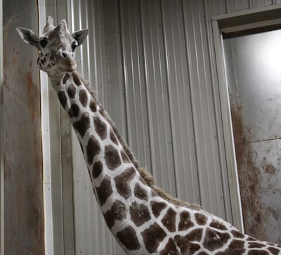 April the giraffe's pregnancy was streamed millions of times across the world. Photo: Wikimedia Commons
