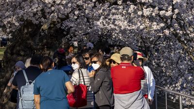 This year's National Cherry Blossom Festival runs through April 17. AFP