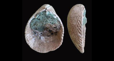 A 'cosmetic' shell from the Salut archaeological site. Photo: Dr Michele Degli Esposti