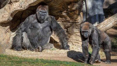 Gorillas at the San Diego Zoo Safari Park. Reuters
