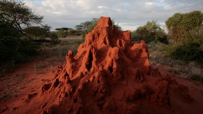 A termite mound catches the evening sun in the Masai Mara Game Reserve, Kenya, a country where the insect is eaten. Getty Images