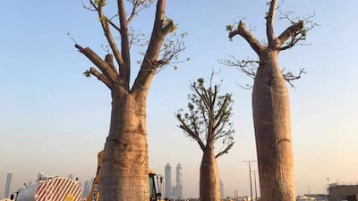 By the time they arrived in Dubai, the bare-rooted baobabs were already starting to sprout. Photo: Cycad Enterprises