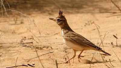 A Crested Lark in the Bab Al Shams area.
