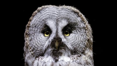 A great grey owl is seen inside its cage at the Royev Ruchey Zoo in a suburb of the Siberian city of Krasnoyarsk, Russia. Ilya Naymushin / Reuters
