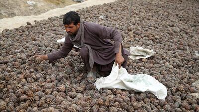 An Afghan men sorts pine cones for pine nuts in Jalalabad, Afghanistan, 1 November 2019. Afghanistan is one of the leading producers of dry fruits and nuts in the world. EPA