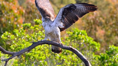 The Bonell's eagle is one of five new bird species spotted at Al Ain Zoo. All photos: Shutterstock via Al Ain Zoo