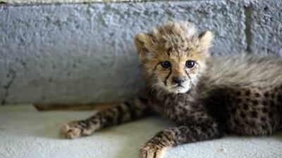 One of the cheetah cubs taken in by the Al Ain Zoo after being smuggled into Dubai. A conservationist believes a cheetah owners club could increase the illegal trade.