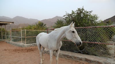 The Al Mazroui family owns a huge farm near the archaeological site in Wadi Al Helo. Chris Whiteoak / The National