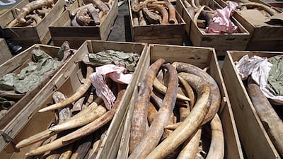 The Ministry of Environment and Water, in cooperation with Dubai Customs, has seized a shipment of 259 pieces of raw ivory coming from an African country through the port of Jebel Ali, Dubai.