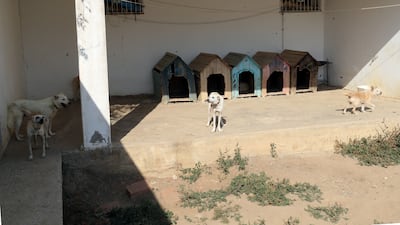 Stray dogs roam at the shelter