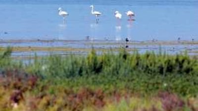 The natural habitat of mangroves and sand dunes at Umm Al Qaiwain borders the site of a major residential development.