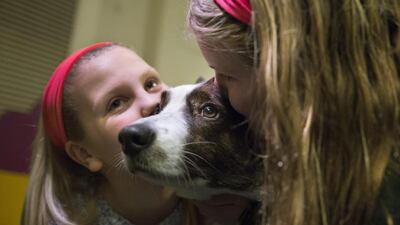 Coco, a Cardigan Welsh corgi, receives kisses on a grooming table in the benching area. John Minchillo/AP photo