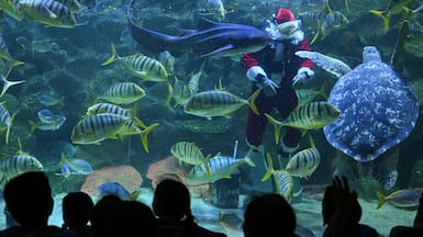 Diver Faiz Mahamud in a Santa Claus outfit feeds fish in a tank at Aquaria KLCC in Kuala Lumpur, Malaysia. AFP