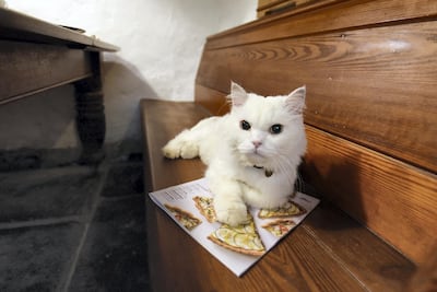 The couple's cat, Frank, moved from Dubai to Scotland with them, and now joins them on road trips around Europe. Courtesy Kilmartin Castle