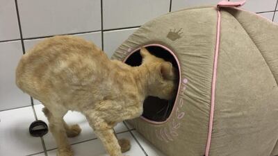 Amy was rescued after being dumped on the streets in Abu Dhabi.