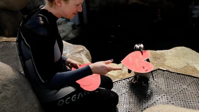 Penguin biologist Brooke Weinstein gives Howard, an African penguin, a valentine heart written by visitors to the California Academy of Sciences in San Francisco, Monday, Feb. 13, 2012. (AP Photo/Jeff Chiu)