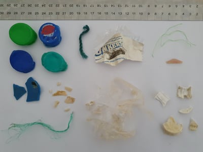 Waste found inside a dead turtle after an autopsy Photo: Fadi Yaghmour / EPAA Sharjah.