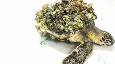 It occurs when cooler waters cause the metabolism of a turtle to slow, leading to a decreased heart rate and low blood circulation, which can result in lethargy and pneumonia