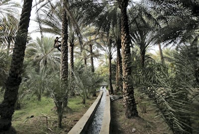 Palm trees line a freshwater canal based on the traditional falaj irrigation system at Al Qattara Oasis in Al Ain. AP Photo