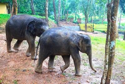 This photo, taken on October 14, 2017, shows two elephants roaming around at the Elephant rehabilitation centre at Kottoor, Kerala. Subhash Sharma / The National