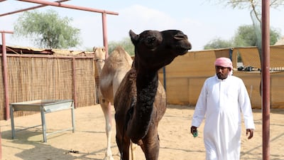 Staff with the camels