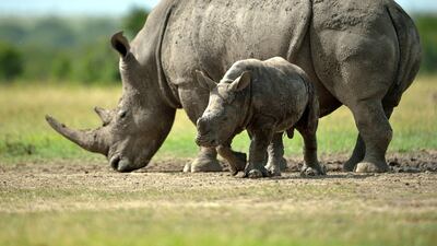 A southern-white female rhino with her calf roam the ol-Pejeta conservancy on June 14, 2015 situated at the foot of Mt. Kenya approximately 300 kilometres north of Kenyan capital, Nairobi. AFP