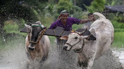 A jockey and his bulls take part in the Moichara cattle race in Herovanga village, West Benghal, India. EPA