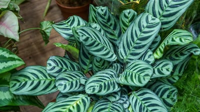 Ctenanthe (also known as the prayer plant) at Umm Al Salsal Trading Flowers and Indoor Plants