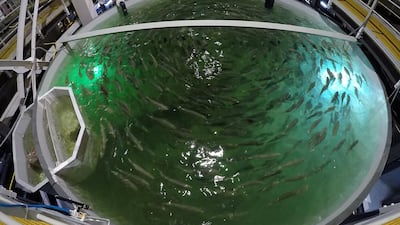 A tank of UAE-reared salmon at Dubai-based company Fish Farm's facility in Jebel Ali Free Zone. In November 2017, Fish Farm relocated some 40,000 baby salmon to Dubai from remote seas off Scotland.