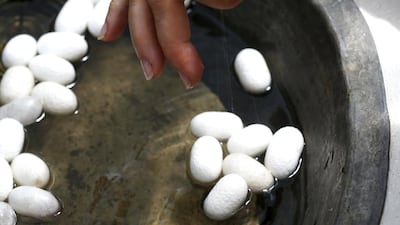 A woman spins a thread of silk from a cocoon on an antique loom. The return of raw silk production to Italy, which boasted 40,000 spinning mills during the industry’s 1950s heyday, will please the country's fashion industry. Alessandro Bianchi / Reuters
