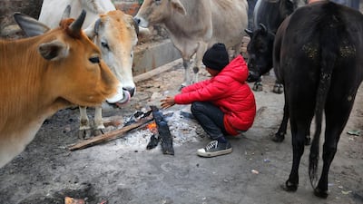 A person warms himself near a fire sitting next to cows in Prayagraj, India, Monday, Dec. 30, 2019. Opaque, chilly smog blanketed northern India on Monday as low temperatures collided with hazardous levels of air pollution. Across many cities in the region, including New Delhi, the capital, visibility was reduced to 200 meters (218 yards), according to the India Meteorological Department. (AP Photo/Rajesh Kumar Singh)