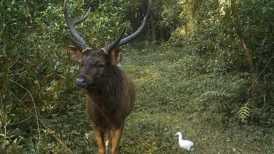You can spot many varieties of deer on a walking safari through Sai Sanctuary. Courtesy Sai Sanctuary