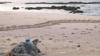 Deceptively quick: Speedy, the winner of the Great Gulf Turtle Race, was tagged in Iran and sponsored by Jebel Ali Golf Resort & Spa.