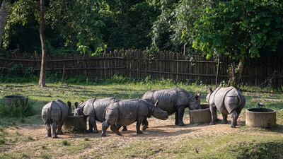Rhino calves feed at the Centre for Wildlife Rehabilitation and Conservation at Bokakhat, Assam, India. AP Photo