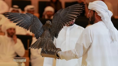 Falcons are chosen based on criteria such as size, colour, and feathers