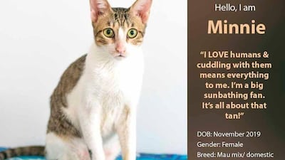 If interested in adopting, contact Red Paw Foundation on Facebook or email contact@redpawfoundation.org.