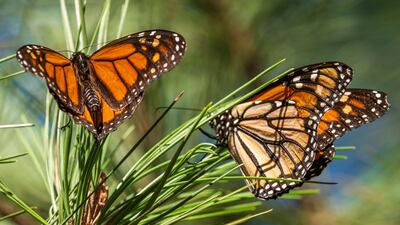 The Monarch Grove Sanctuary in Pacific Grove, California. AP