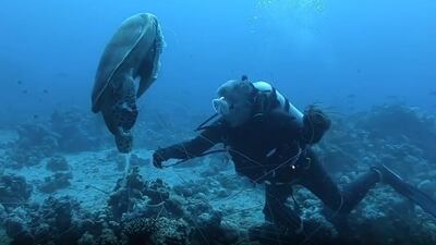 King Abdullah II helps untangle a turtle while diving in Aqaba. Queen Rania / Instagram