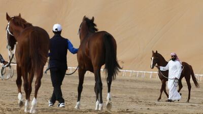 Purebred Arab horses prepare to compete during the Liwa 2016 Moreeb Dune Festival.