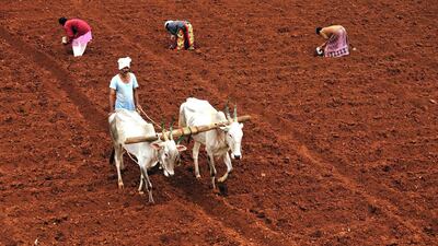 About half of India’s workforce is employed in the agriculture sector. Jagadeesh NV / EPA