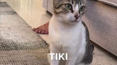 Tiki, 18 months, female. This sassy little lady will have you running around doing her bidding in no time. She is very much her own boss and makes sure everyone in the foster home is aware she’s in charge. She loves to play and is frequently found rolling around on the floor, wrestling with her toys. Her favourite toys are string-like teasers and she’ll pounce on untied shoelaces if given half a chance. Only-cat household, with older children