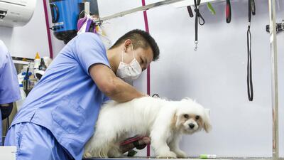 A dog is being groomed.