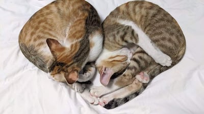 Sisters Daisy and Katie, 7 months old, female. Fully vaccinated, microchipped and spayed. Must be adopted together. Courtesy 38 Smiles