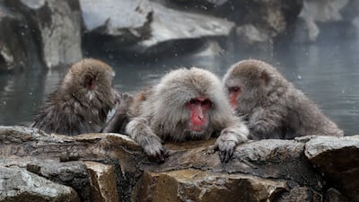 In Jigokudani Monkey Park, Japanese macaques bathe in natural hot springs. EPA