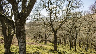 An Atlantic oak woodland stands at Piles Copse in Dartmoor, England. PA