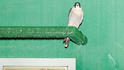 'Raptor II' (2016), a photograph of a falcon at Abu Dhabi's Falcon Hospital, taken by Dubai artist Raja'a Khalid at the start of a research project on falcons. Courtesy Raja'a Khalid