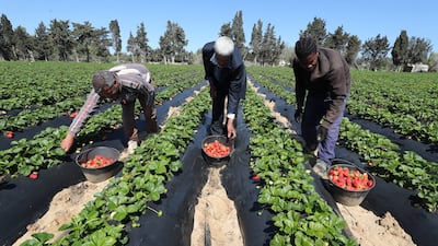 Farmers harvest strawberries in Korba, south of Tunis. EPA