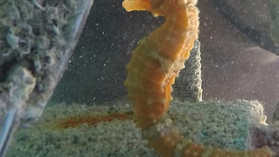 The Emirates Marine Environmental Group has announced the sighting of a rare seahorse, in addition to more than 120 different species of sea creatures. Wam