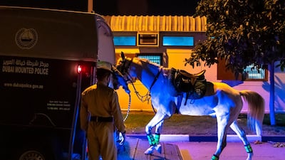 Dubai Mounted Police officers, in Al Aweer, prepare to load the horses into the trailer, as they prepare to patrol residential and commercial areas to insure residents are staying safe indoors during COVID-19 lockdown. Reem Mohammed / The National